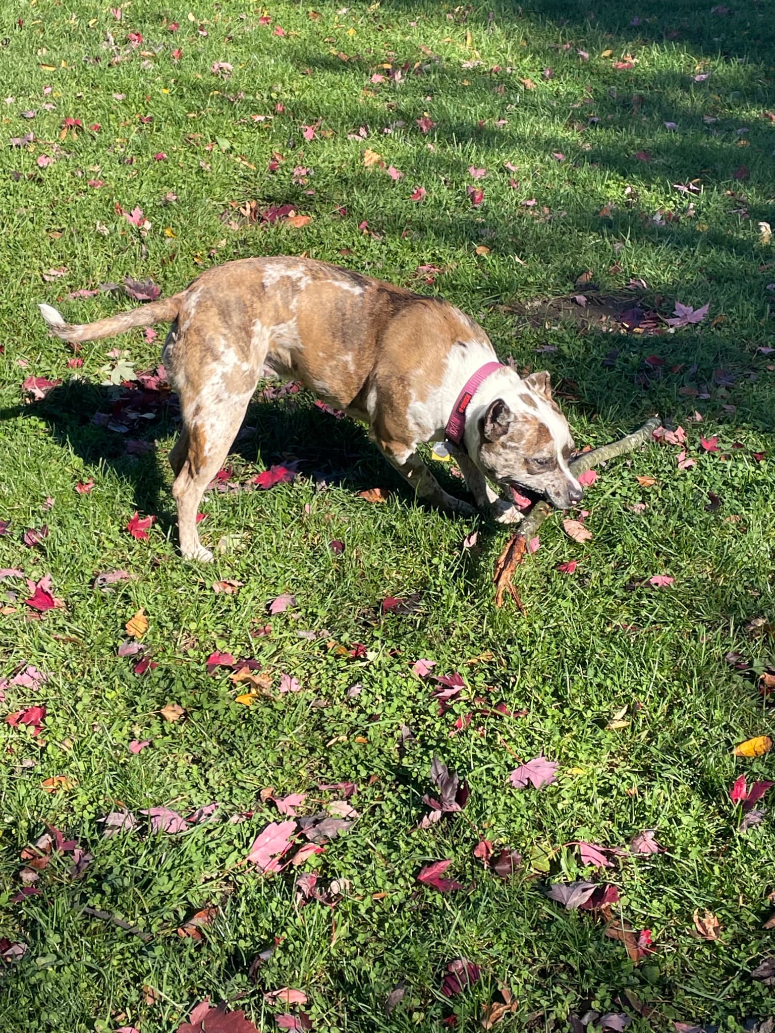 I found a stick at the park!