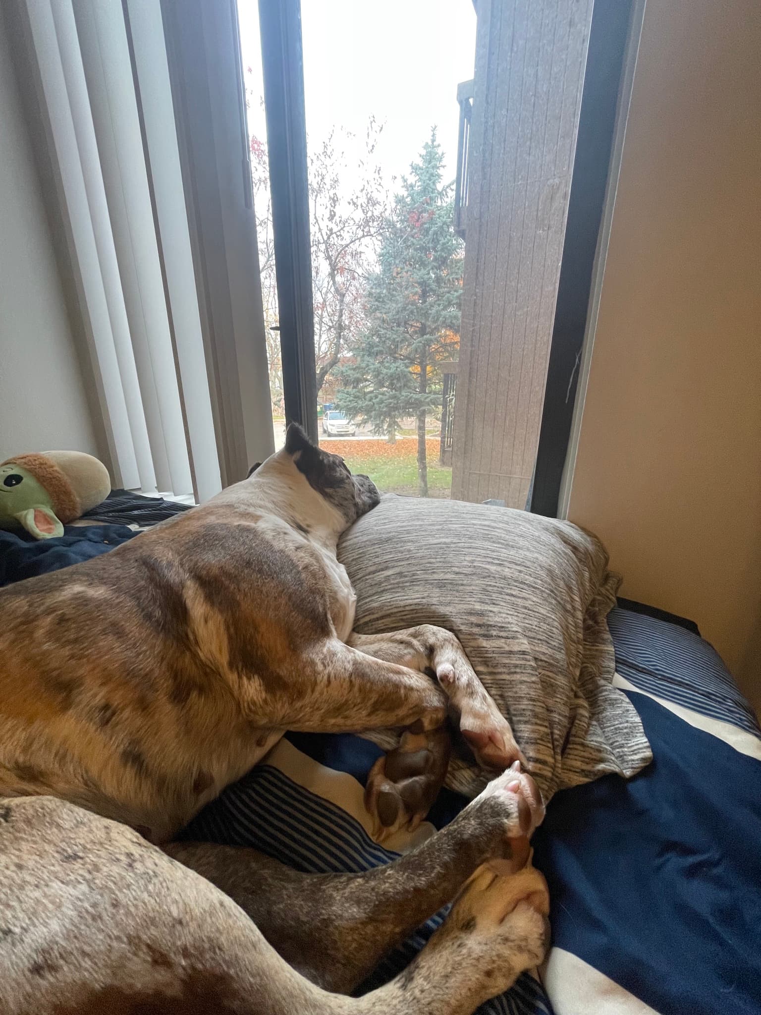 Fridays are for lounging