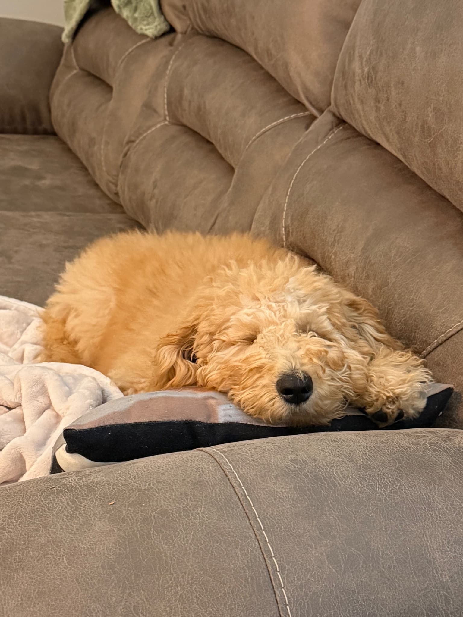 Tuckered out