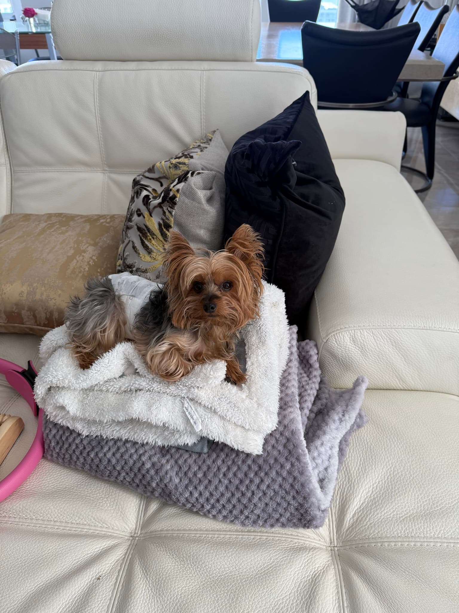The king on his blanket throne 👑