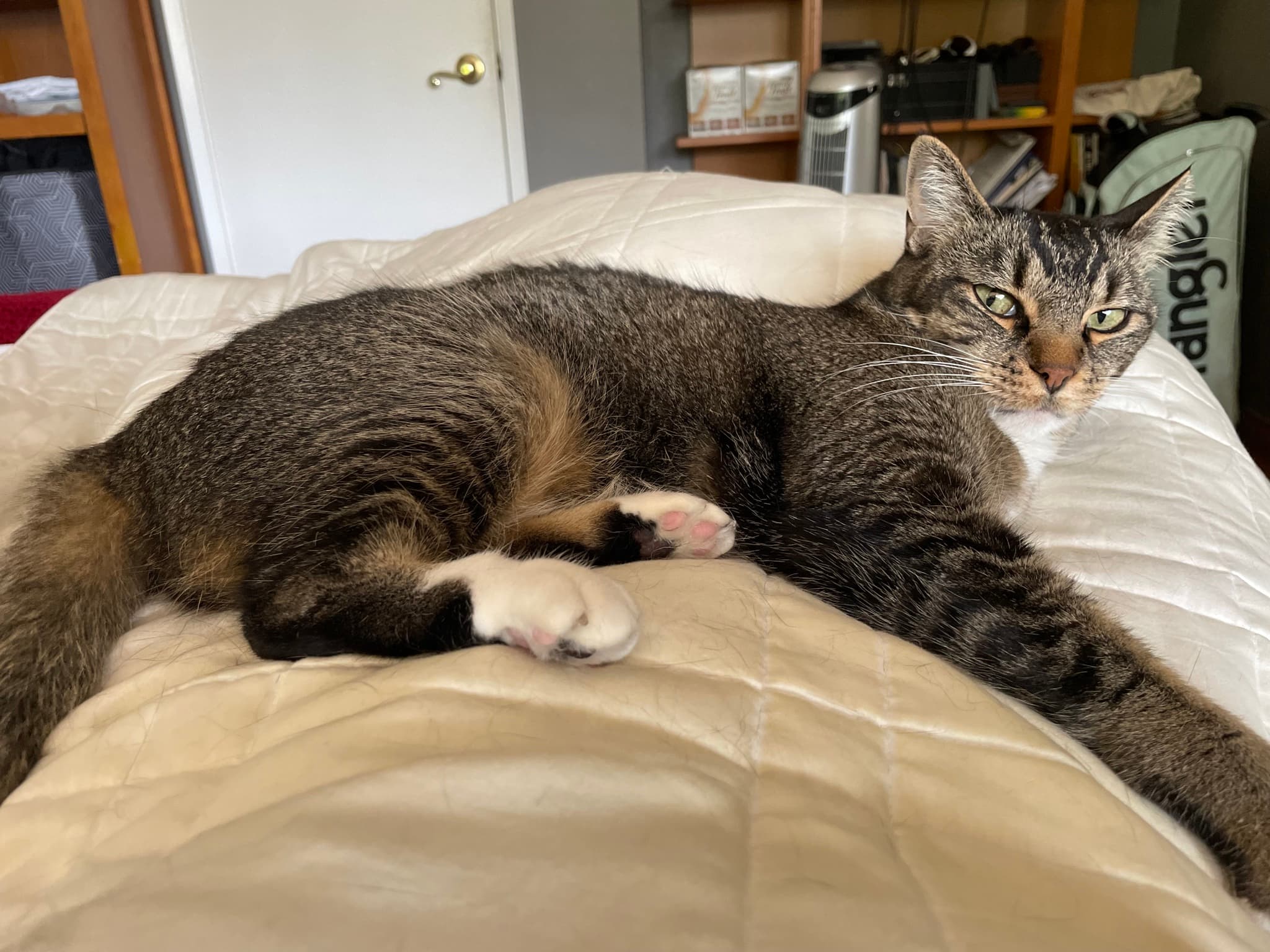 Rule 1: no getting up when the cats is on you