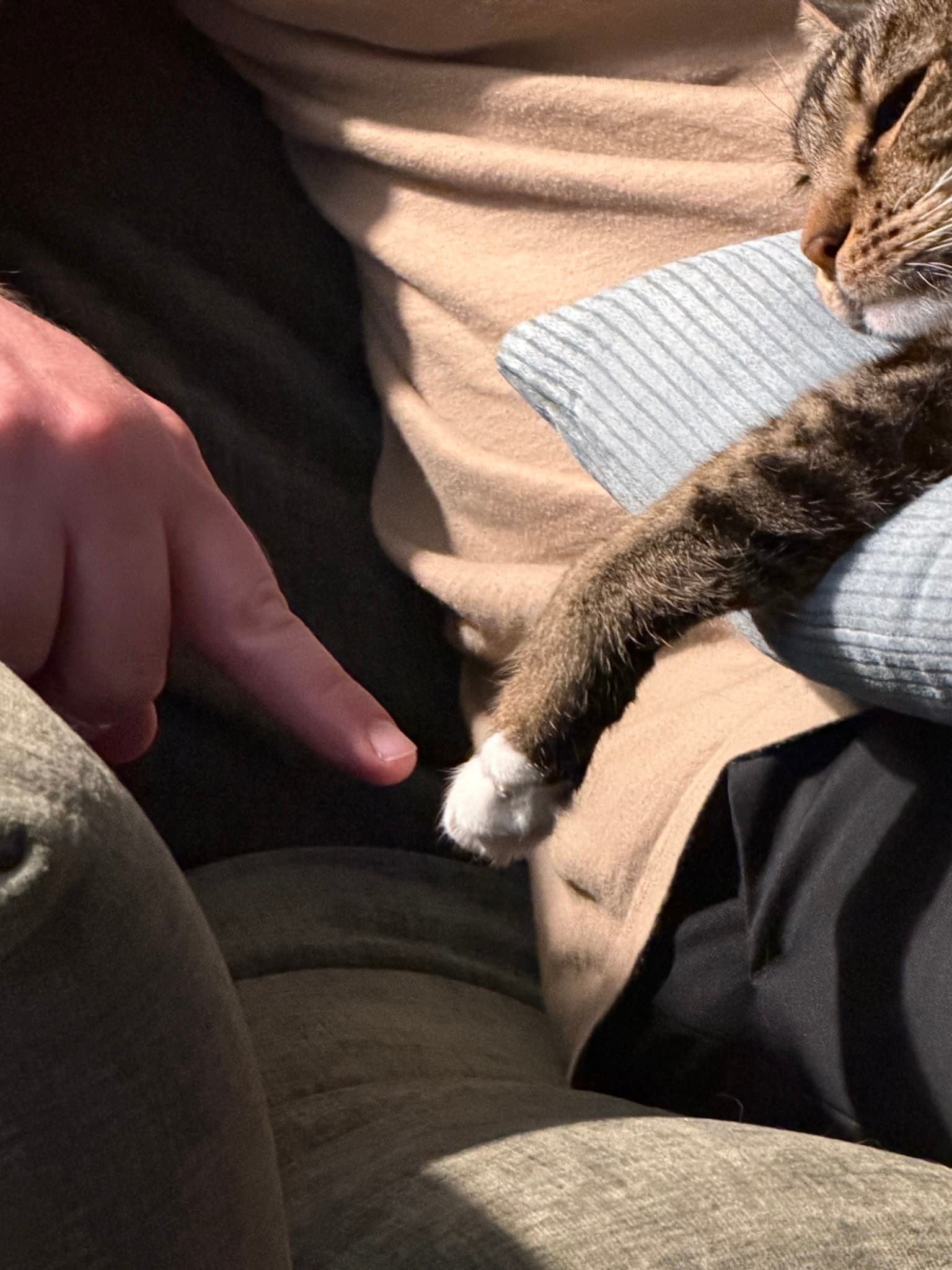 The Creation of Mittens (inspired by the creation of Adam by Michelangelo)