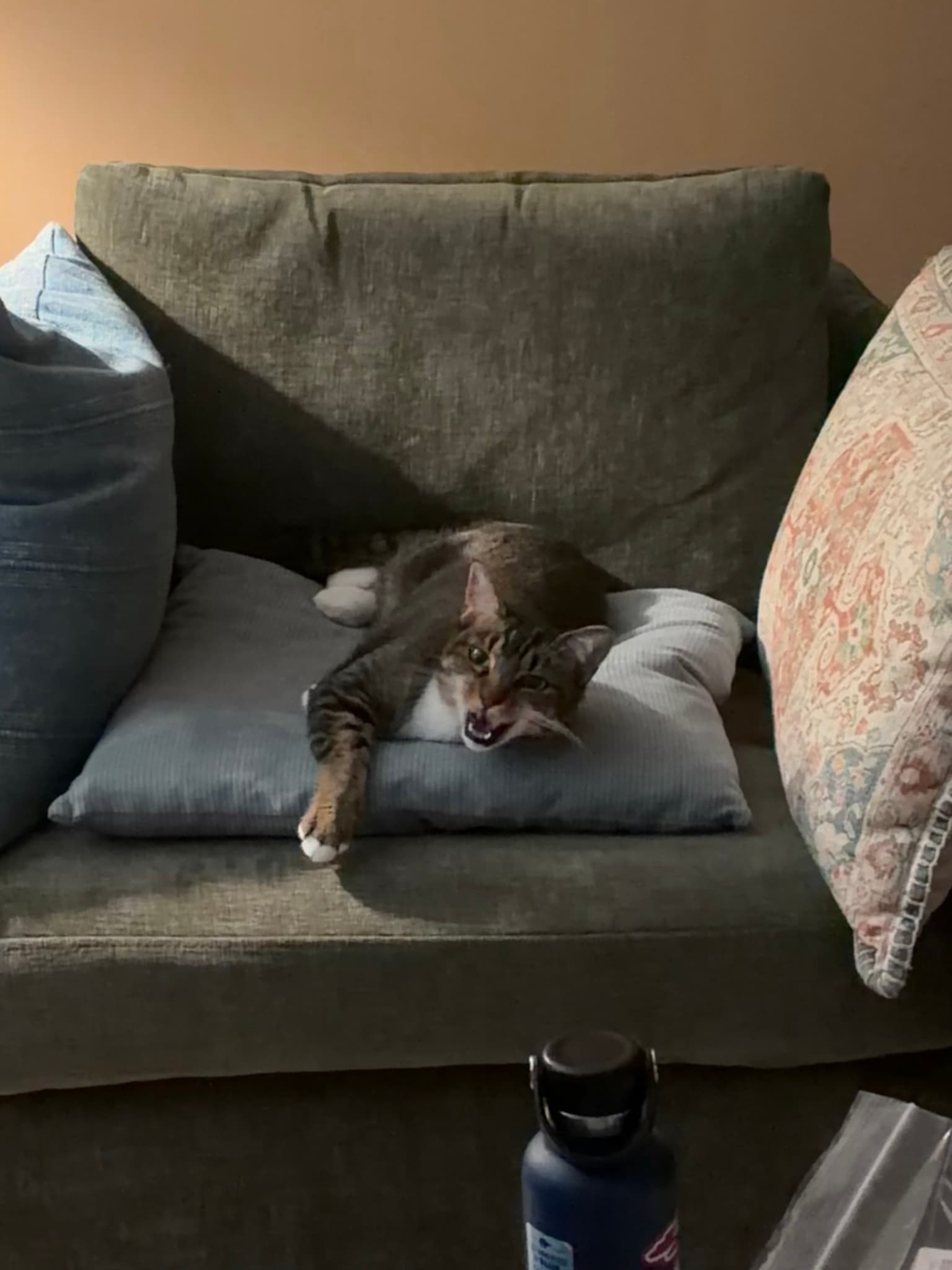 New throne for the cat