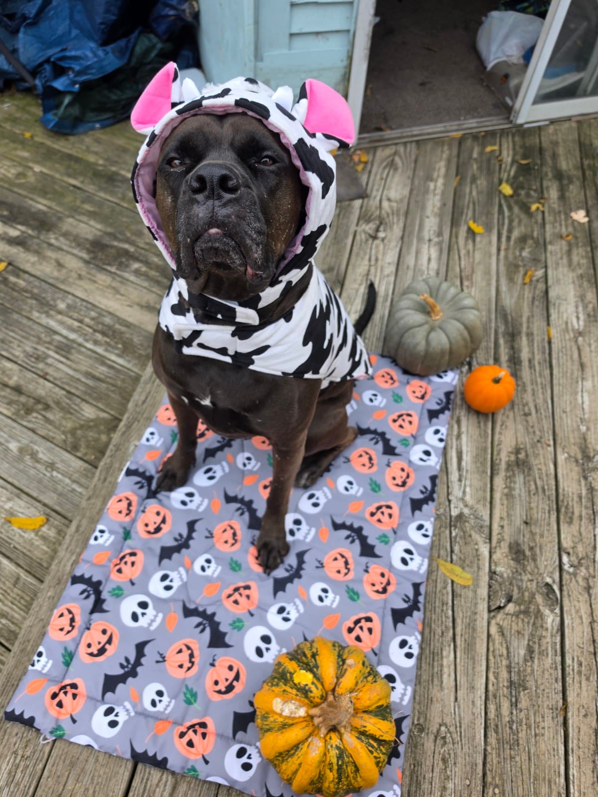 Lucy says please vote for me for the costume contest! I tried really hard to be cute for this picture even though Im not happy about it. my chewy wishlist is long, I I tried my best!